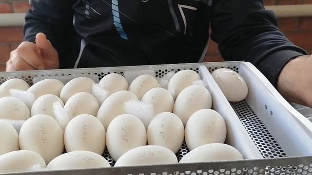 Поездка в Адыгею. Итоги инкубации гусей. смотреть онлайн