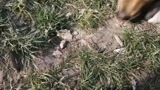 Как и почему ящерица отбрасывает свой хвост?! И что происходит дальше... Лиза Гальперина смотреть онлайн