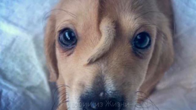 Хозяева бросили щенка единорога с хвостом на лбу. Теперь он звезда интернета. смотреть онлайн