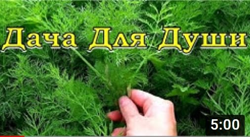 Как вырастить УКРОП для длительного употребления зелени? смотреть онлайн