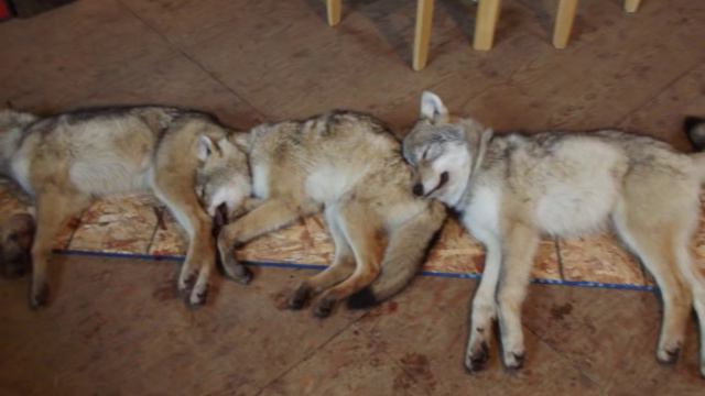 Furs from the line!!!!! смотреть онлайн