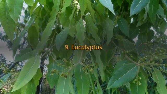 Mosquito Repellent Plants