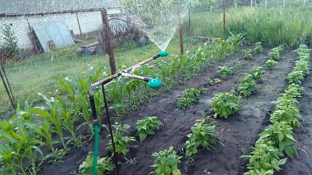 Полив.