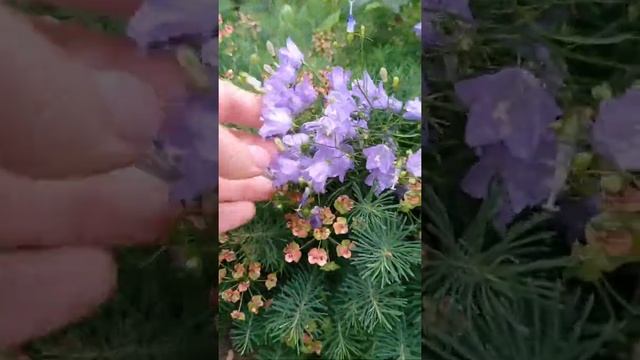 Что за травка-ëлочка❓#многолетники #всаду #ёлка ? смотреть онлайн