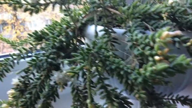 Рипсалис мезембриантемовый (Rhipsalis mesembryanthemoides) цветение продолжение смотреть онлайн