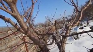 Абрикос. Шипы на абрикосе. Что такое копьецо?