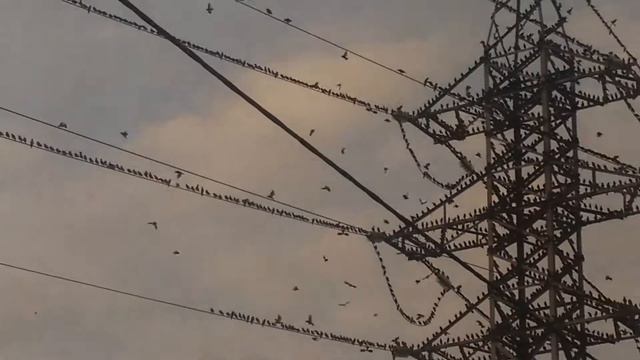 хичкок птицы 2 смотреть онлайн