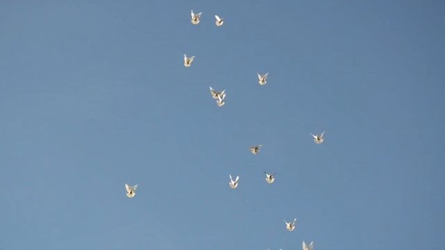 БК торцовые голуби Регулярного В И апрель 2021 смотреть онлайн