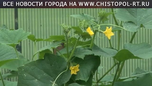 Гарденотерапия в Доме - интернате для престарелых и инвалидов "Юлдаш" смотреть онлайн