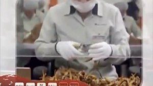 Как растет женьшень и как его собирают.