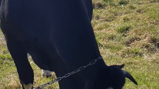 КОРОВЫ ВЫШЛИ НА ТРАВУ КАК ИЗБЕЖАТЬ ПОНОСА смотреть онлайн