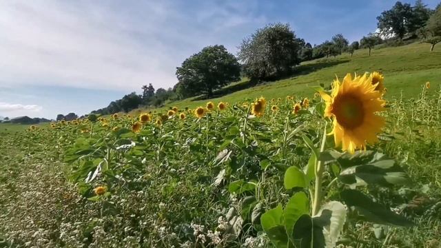 Австрия. Плюсы жизни в Альпах. смотреть онлайн