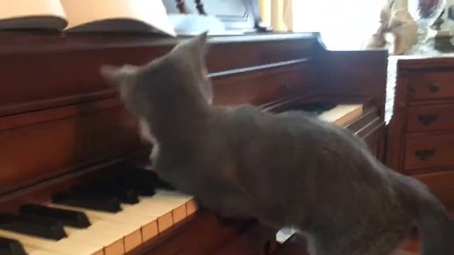 Funny Cat Playing Piano Funny Cat Videos Compilation #2 Funny Pets смотреть онлайн