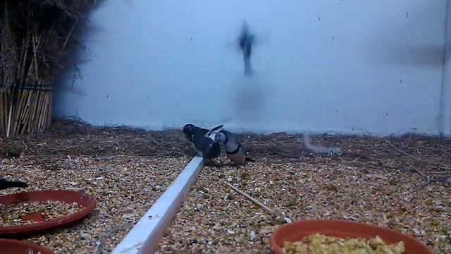 Кольчатые астрильды. смотреть онлайн