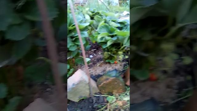 Подвязка кустов клубники- земляники смотреть онлайн