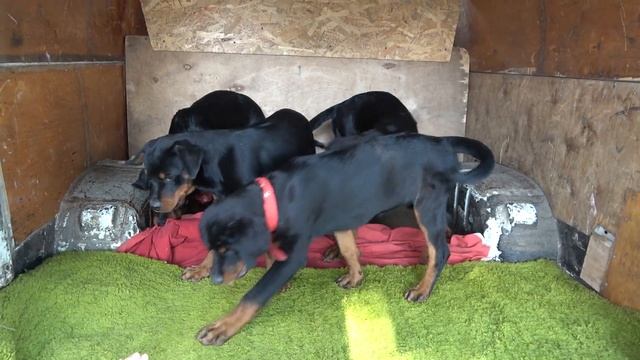 Такая МИЛАЯ ОХРАНА! Щенки ротвейлера 4.5 месяца на Староконном рынке в Одессе. смотреть онлайн