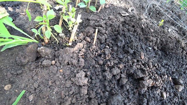 Результат черенкования древовидной Гортензии Анабель🍃 смотреть онлайн