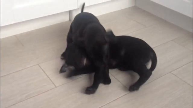 АПБТ VIY & VENDETTA 1,5 мес. В гостях у папы. смотреть онлайн