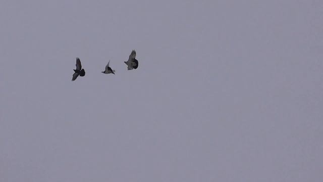 Бойные голуби смотреть онлайн