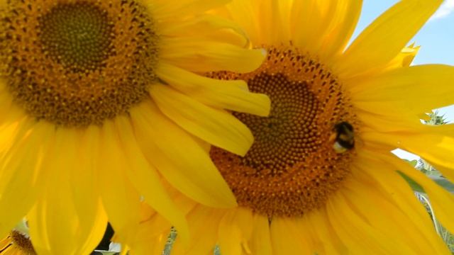 Шмель собирает пыльцу на подсолнухе смотреть онлайн