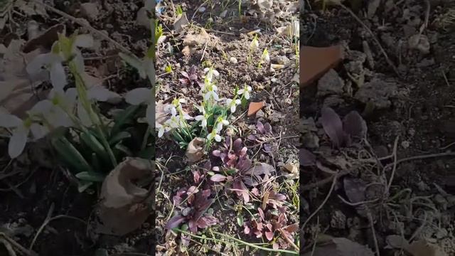 ЛЕСНЫЕ ЦВЕТЫ смотреть онлайн