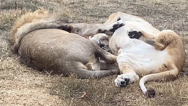Львица Стервуля ищет К КОМУ БЫ ПРИСОСЕДИТЬСЯ ? смотреть онлайн