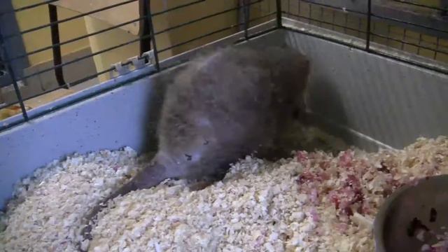 Экскурсия в мини-зоопарк. Хищники. Часть 2 смотреть онлайн