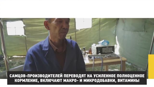 Виды искусственного осеменения овец смотреть онлайн