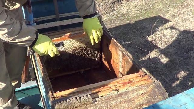 Пчеловодство в Зауралье. Как перезимовали пчелы. Ревизия семей. смотреть онлайн