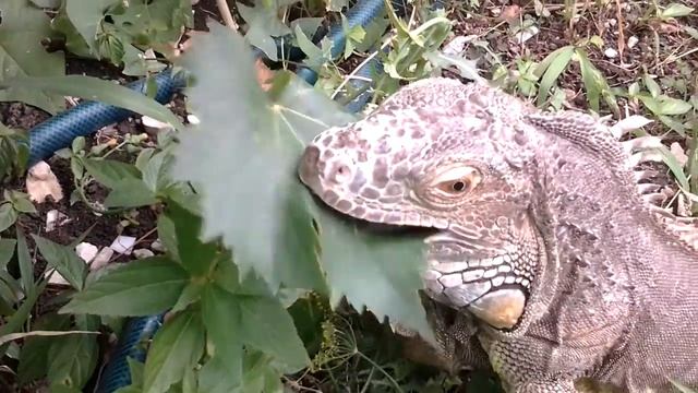 Яша питается свежими виноградными листьями.