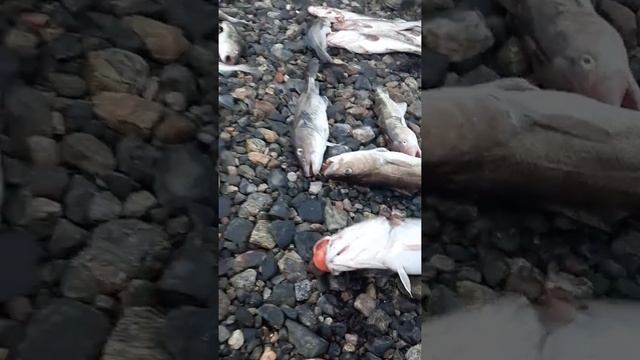 Белокаменка Мурманская область | МОРСКАЯ РЫБАЛКА. смотреть онлайн