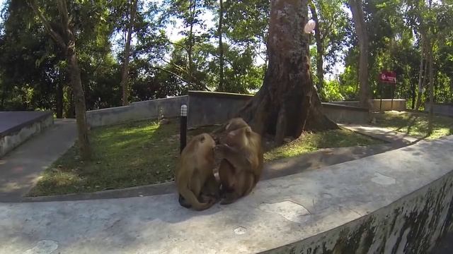 Гора обезьян, Пхукет | уберите детей от экрана! смотреть онлайн