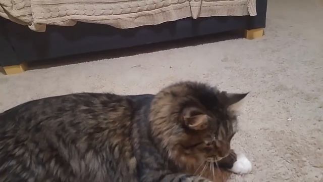 Смешные коты. Сибирская кошка. Funny Cats