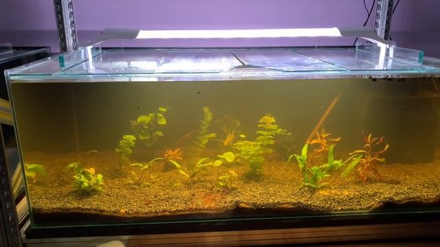 Коряга красит воду смотреть онлайн