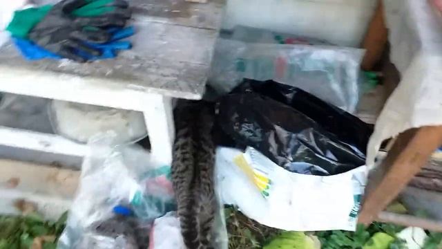 Черенки гортензий и роз . Заготовка и хранение до весны. #черенкованиегортензий #черенкованиероз смотреть онлайн