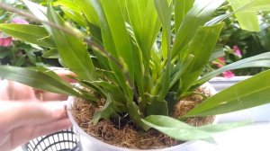 Мой Онцидиум Твинкл!!!!Закрытая система!!!!