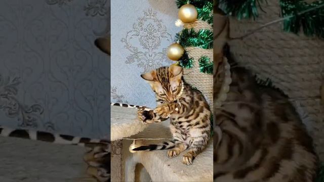 Питомник ДОМАШНИЙ ЛЕОПАРД. Кошечка Деми Мур