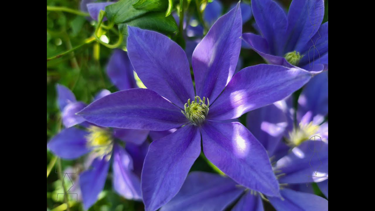 Обзор сортов КЛЕМАТИСОВ. Новый каталог ВЕСНА 2022. Приём заказов на саженцы начался!!! смотреть онлайн