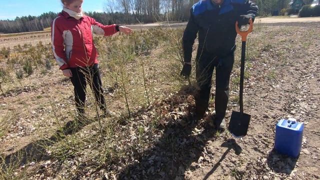Ветрозащита для голубики. Как защитить голубику от ветра.