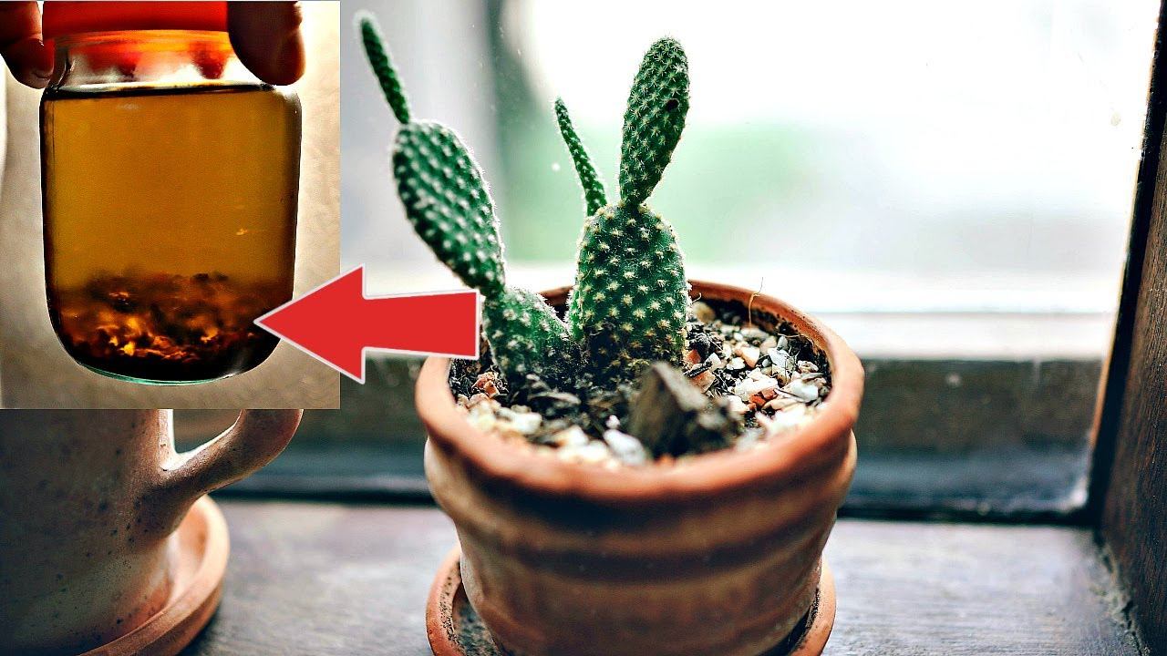 Подкормите этим кактус чтобы он зацвел! Чем подкормить кактус для мощного и красивого цветения? смотреть онлайн