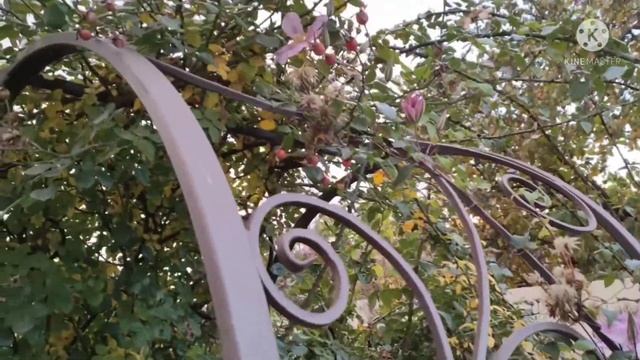 Клематис Эрнест Маркхем (Ernest Markham)?