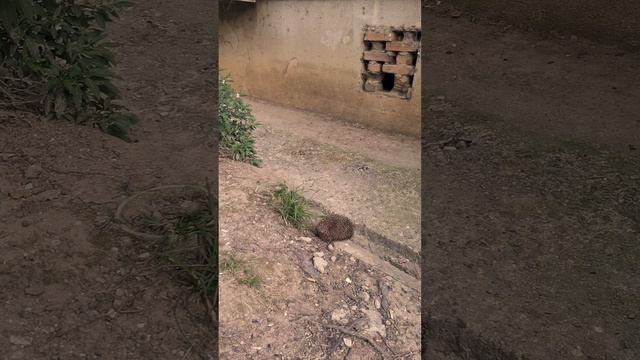 Неспешный Сочинский Ежик) смотреть онлайн