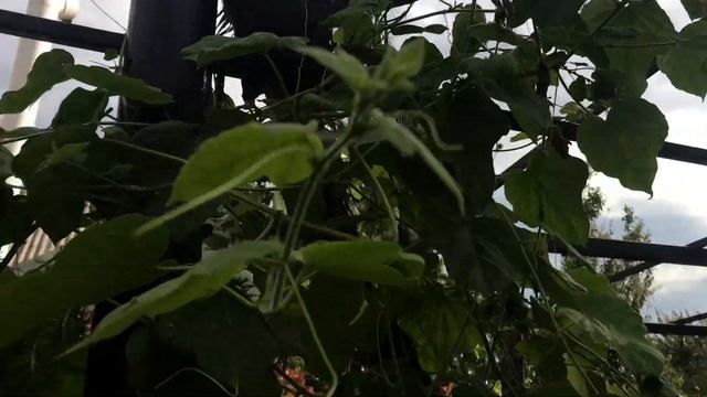 Пассифлора фоэтида. Passiflora foetida смотреть онлайн