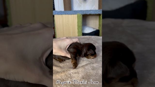 Шоколадный йорк, девочка Джейн смотреть онлайн