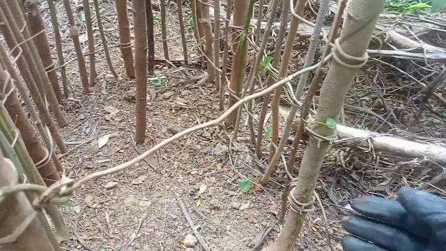 MONITOR LIZARD TRAP TUTORIAL 100% EFFECTIVE PROVEN AND TESTED (BAYAWAK TRAP) (Part2) смотреть онлайн