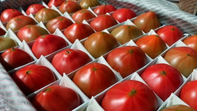 Пинк Параллель, лучший томат в сегменте Пинк Парадайз для осени! смотреть онлайн