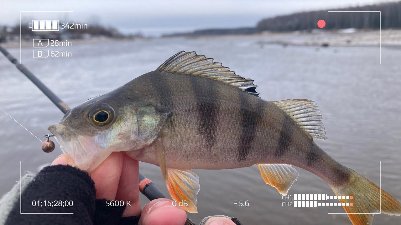 Здесь клюёт на каждом забросе! Весенняя рыбалка на сверхлёгкие снасти смотреть онлайн
