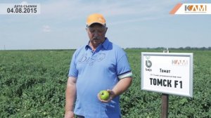 Томат Томск F1. Характеристики гибрида