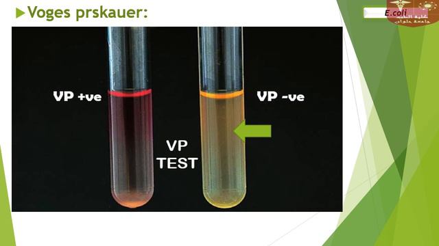 1. E Coli & Klebsiella смотреть онлайн