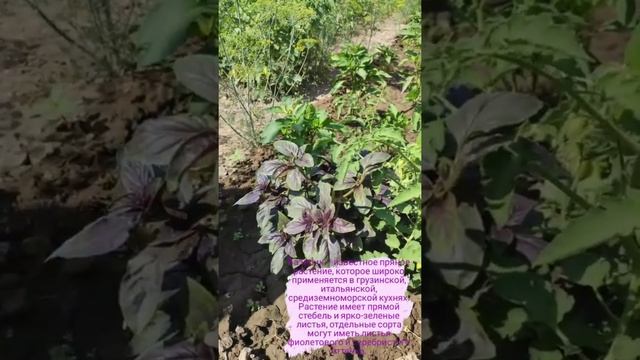 Киргизия ?? Поселок Петропавловка. В гостях у Зинаиды Владимировны... смотреть онлайн